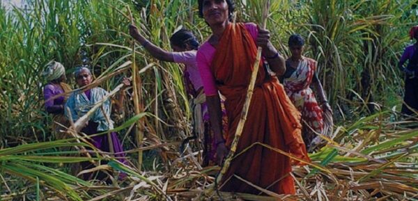 600px x 289px - Cost Of Sugar: Women Cane Cutters In Maharashtra - BehanBox