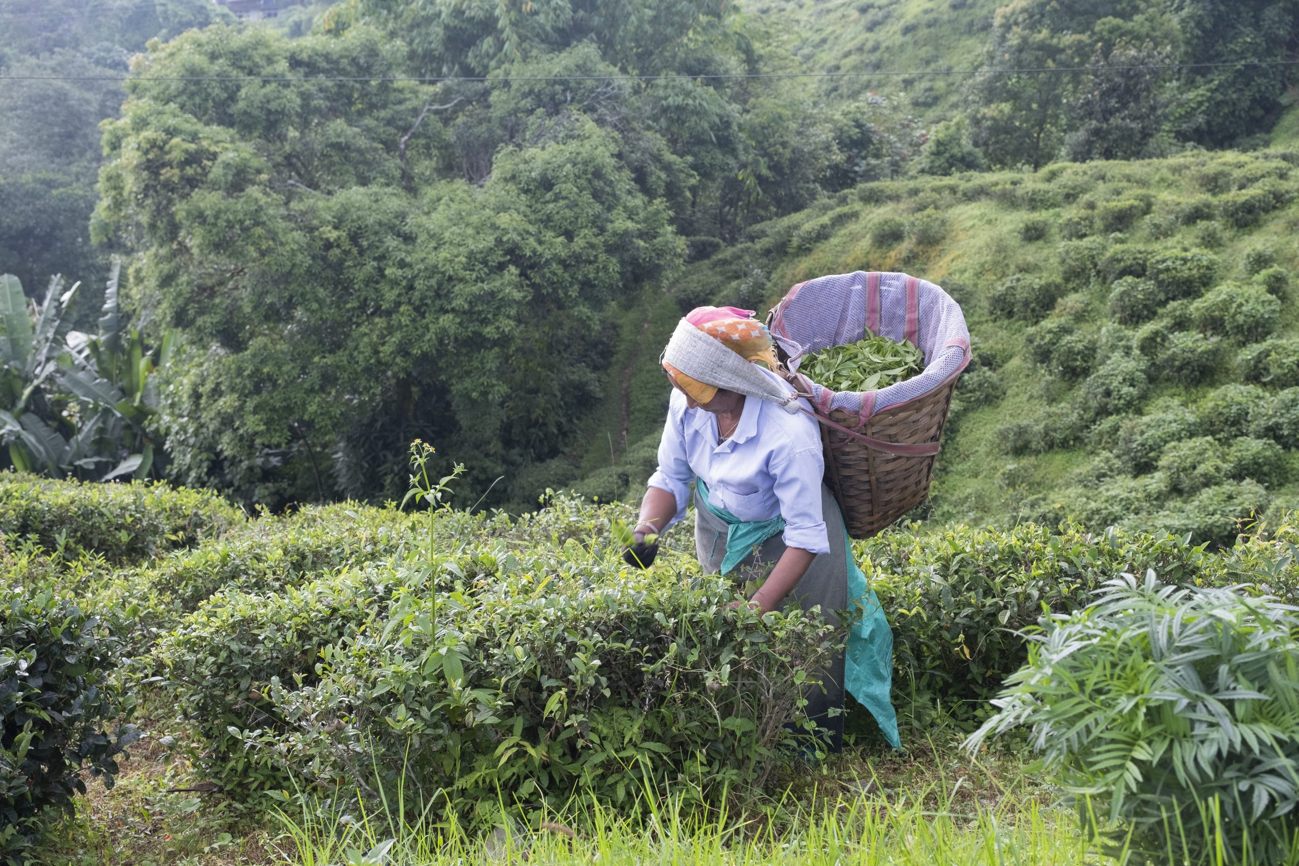 Telugu Boobs Raped Videos - Why Climate Impact On Tea Yield Is Making Women Workers Sick - BehanBox