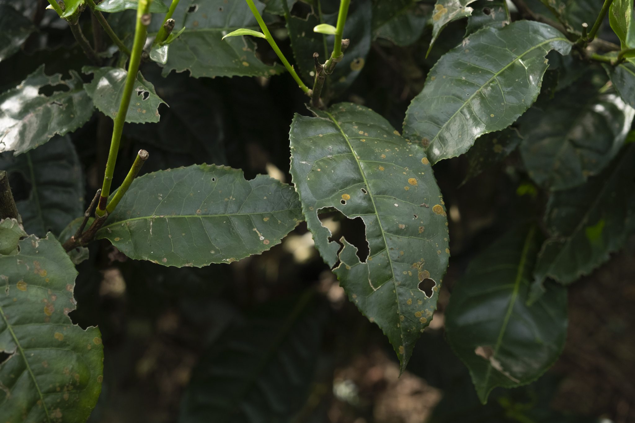 Why Climate Impact On Tea Yield Is Making Women Workers Sick - BehanBox